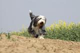 BEARDED COLLIE 163
